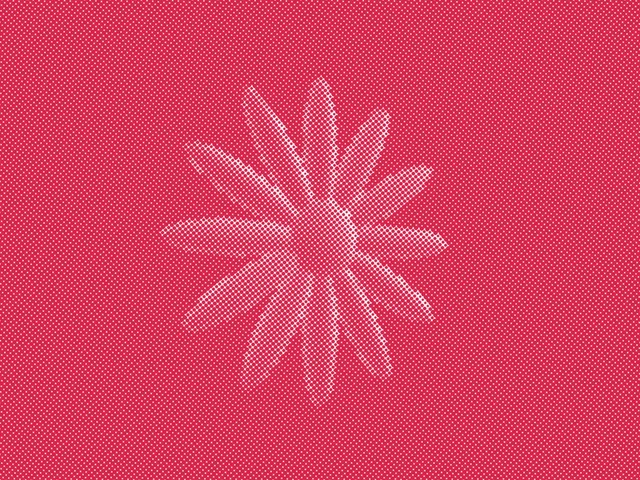 Halftone bloom — A velvet flower under a pink halftone.